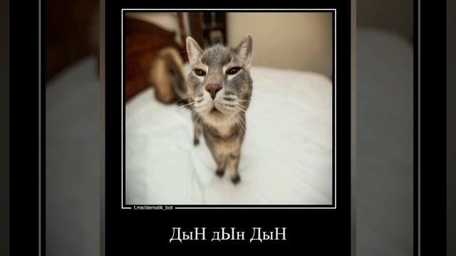 жарим картошку #рекомендации #shorts #edit #montage #мемы #залетит #мемасы #реки #мемасики #коты