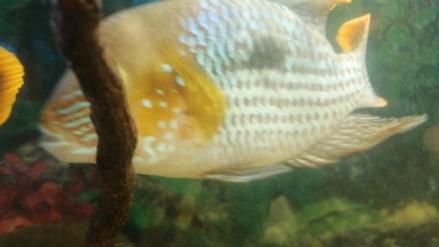 Акара бирюзовая 🐠