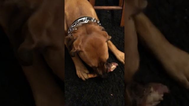 Tomahawk steak bone