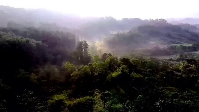 КУДА ПРОПАЛИ КУРЫ? ОЛЬГА УРАЛОЧКА LIVE. ОБЗОР.