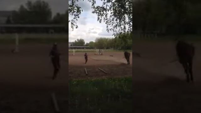 Лошадь в киевском ВДНХ