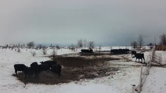 Главное место в кормовых запасах на зиму должно занимать высококачественное сено.