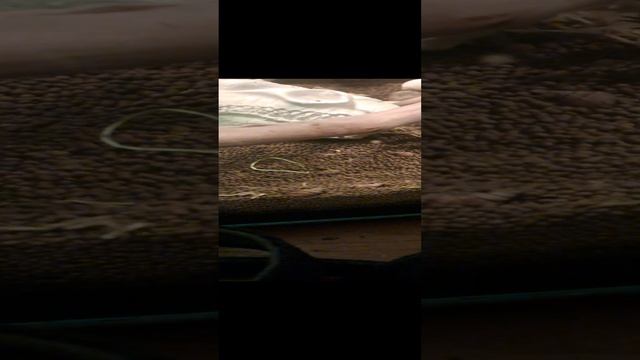 1000017735.mp4