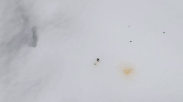 1000004346.mp4
