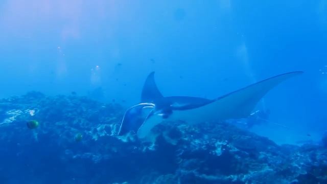 Scuba Dive with Giant Manta Rays in Bali