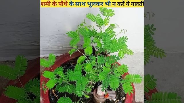 शमी के पौधे 🌱के साथ भूलकर भी न करें ये 4 बड़ी गलतियां😱 #shorts #plants  #dailyfacts