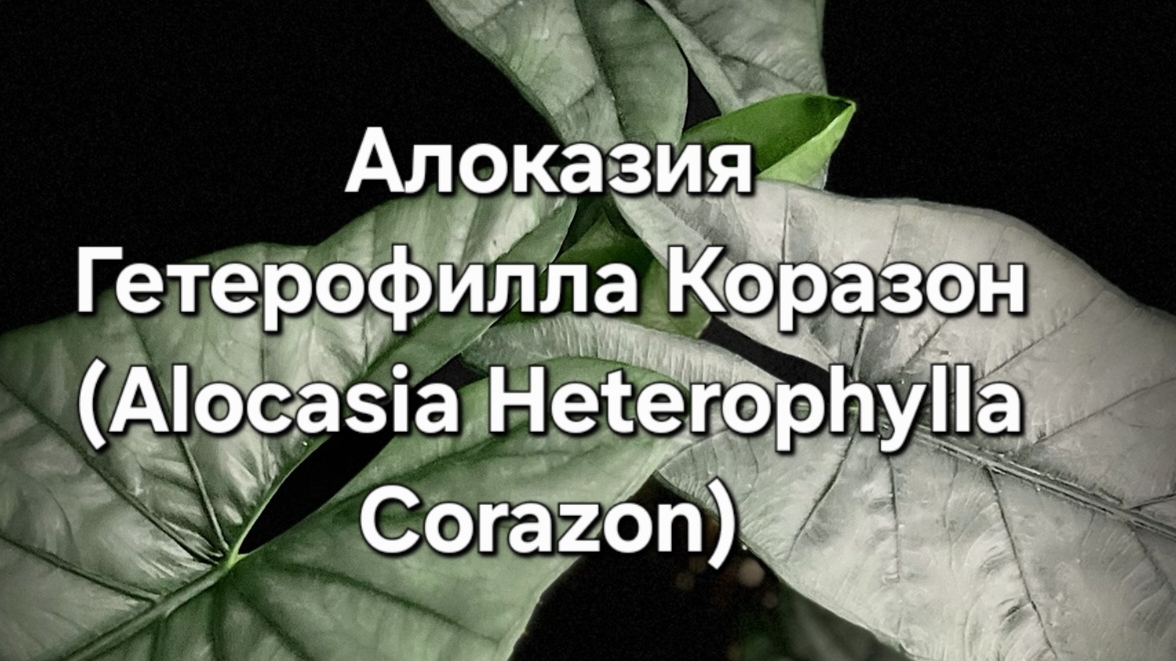 Алоказия Гетерофилла Коразон (Alocasia Heterophylla Corazon)