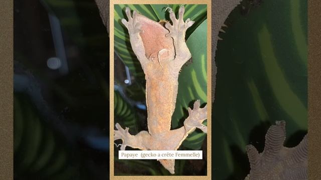 Présentation reptiles