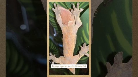 Présentation reptiles