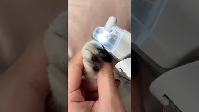 How to trim cat claws 💅🏼