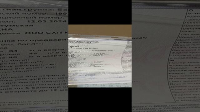 Племенное свидетельство и календарь из Катум🎉🥳