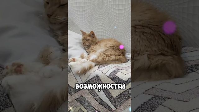 Жизнь полна возможностей! #мейкун #cat #мейнкун #котик #котики #кот #кошки #мяу #мяууу #коты #кошка