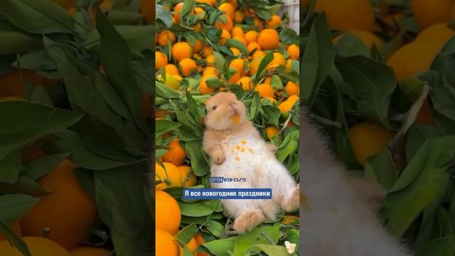 А вы сколько кг 🍊 мандаринов съели?)