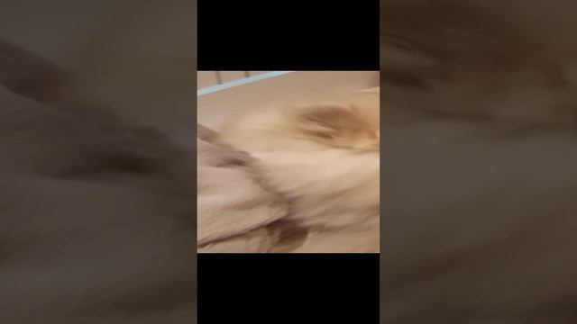 милая собачка