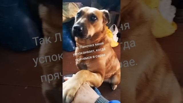 Когда стреляют, она так меня успокаивает.