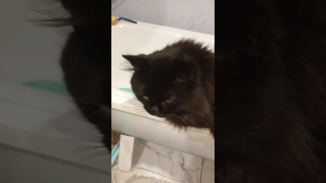 слежка за котом