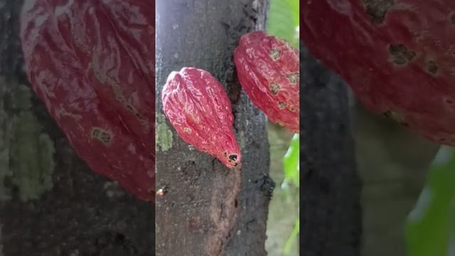 How to Prevent this Cacao Pod Disease? #cacao #chocolate #pod #cocoa #beans #disease