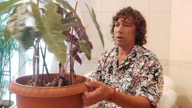 Алоказия Сандериана групповая посадка