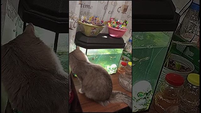 🥰😼 Бэня и аквариум. Добрый приветик из дома 🐠🐟