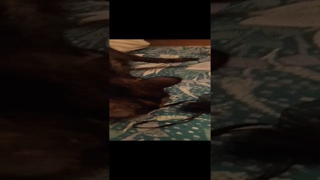 Тоськино богатство