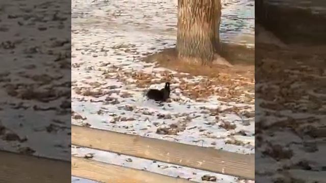 Белочка на набережной в Хабаровске