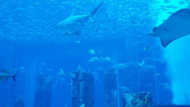 The Lost Chambers Aquarium в Дубае. Часть 2