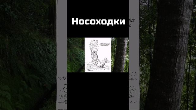 Необычная группа млекопитающих ринограденци