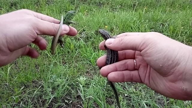 Как определить пол у прыткой ящерицы (Lacerta agilis)