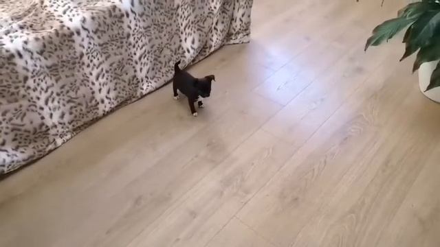 Пудинг хулиган.