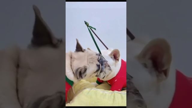 Собака балавака