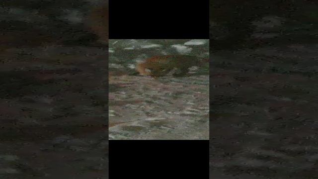 1000028313.mp4