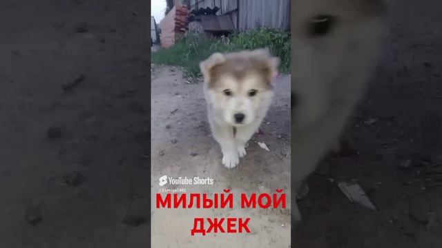 самый милый щенок породы хаски
