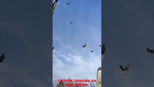 ️️️ Голуби. Любовь на всю жизнь.
