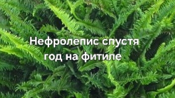 Нефролепис спустя год на фитильном поливе