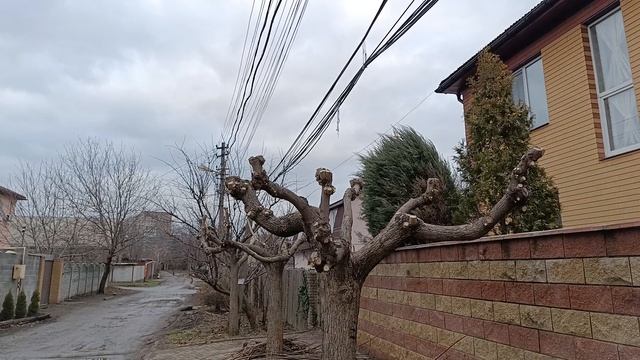 Поллардинг катальп