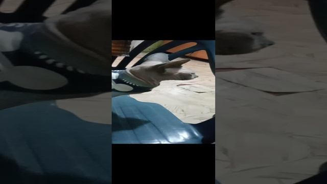 катейка