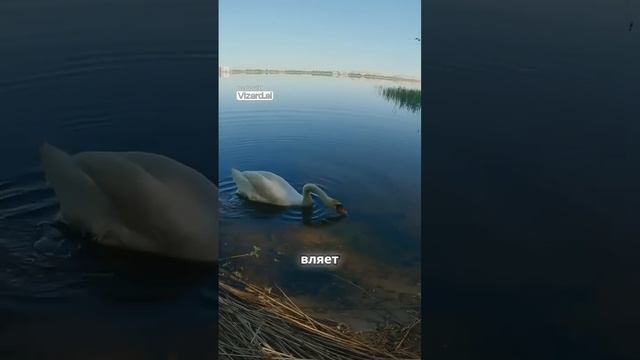 Что ему нужно? #рыбалка #funny #fishing #лебедев #беларусь #приманка #одинвполевоин