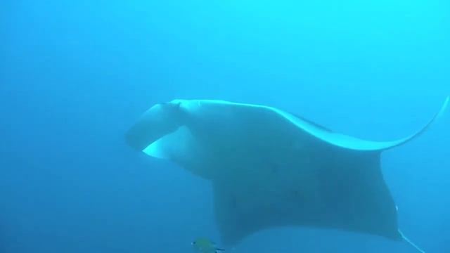 raja ampat manta ray