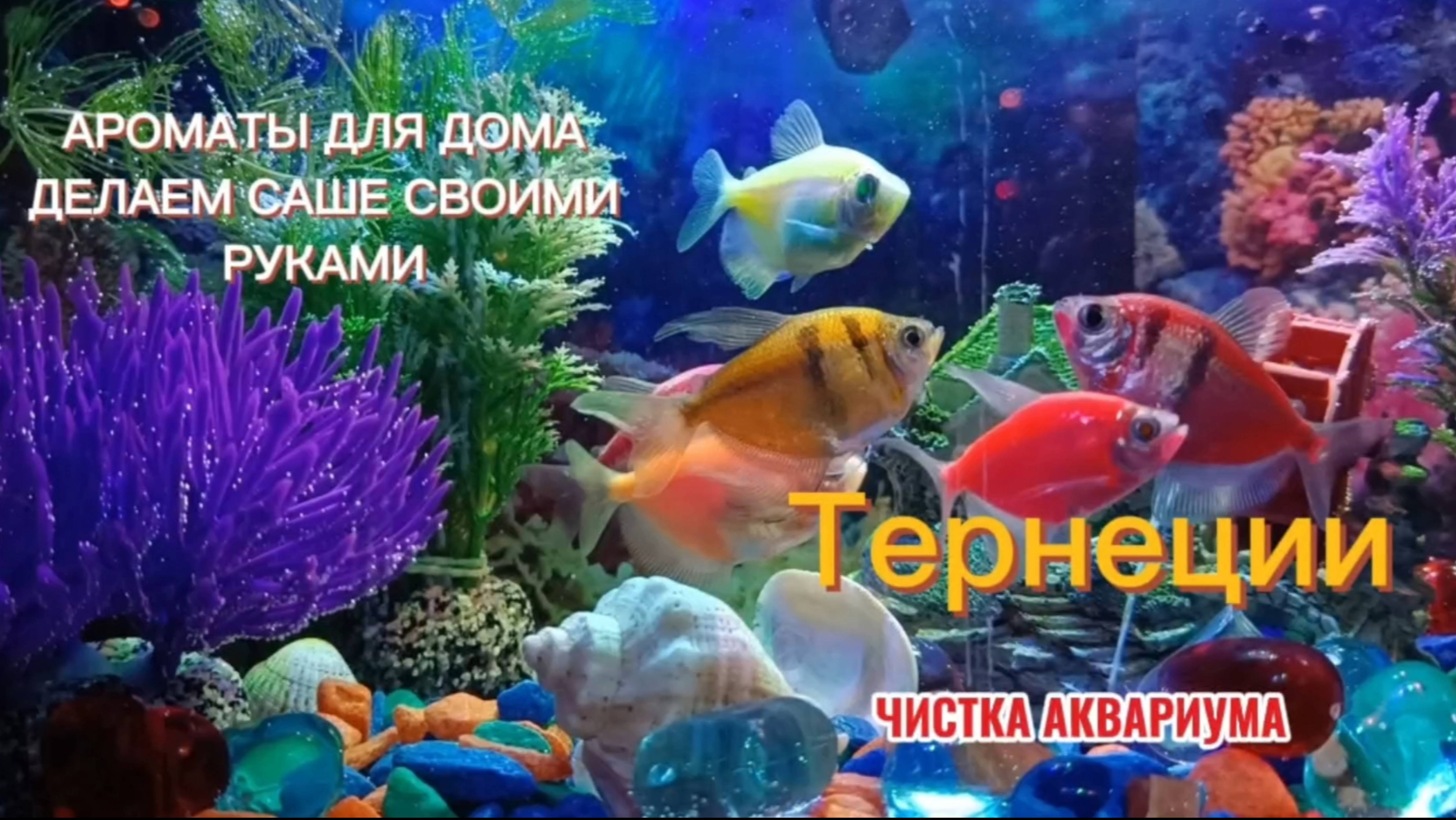 АРОМАТЫ ДЛЯ ДОМА 🪷 САШЕ СВОИМИ РУКАМИ 🍃 ЧИСТКА АКВАРИУМА 🐟 ТЕРНЕЦИИ 🐠