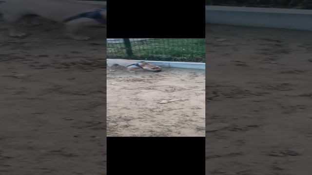 VID_20240601_200322.mp4