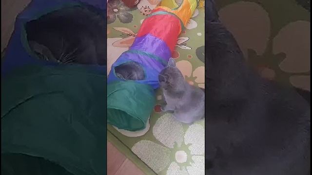 Новогодний приветик из дома. Дед Мороз подарил котикам, Феликсу и Дымке, весёлый тоннель 😜