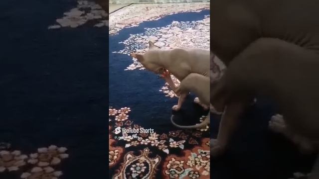 Котики