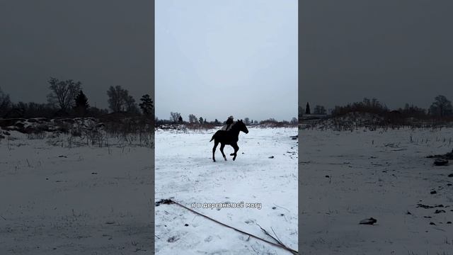 Я в деревне всё могу. Милое видео с лошадьми.