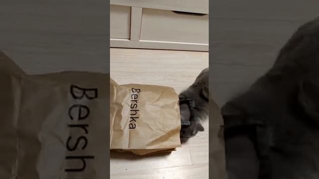 Кошачья радость