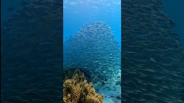 Одно из величайших подводных лакомств...