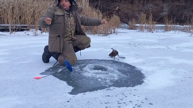 Как поймать ондатру на живца, "обучающее" видео😁😁