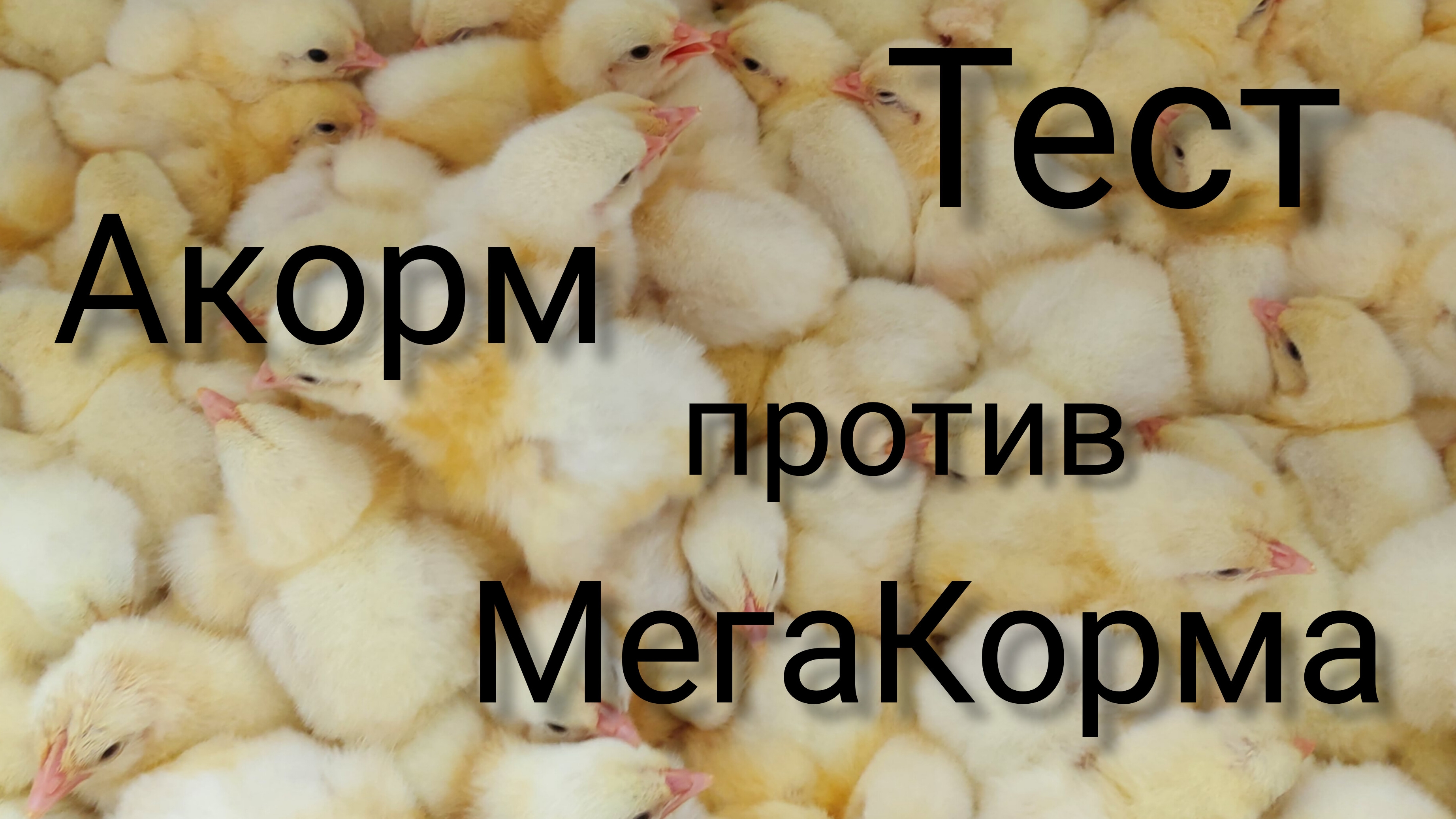 Вес перепелов белый ГИГАНТ в 3 недели. тест.