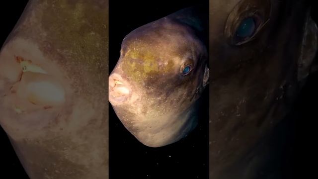 Обыкновенная лунная рыба
