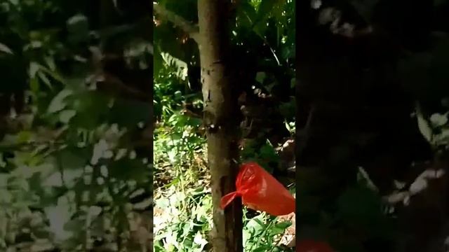 Cacao farming #cacao #cacaofarming #farmerlife #shorts