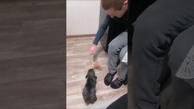 собачка
